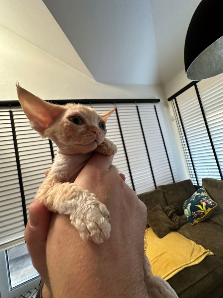 Devon Rex - ruda dziewczynka  - zarezerwowana