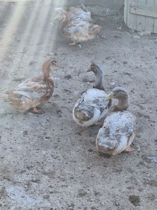 Kaczki, kaczory ruańskie, francuskie, tusze