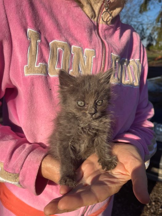 Віддам в хороші руки