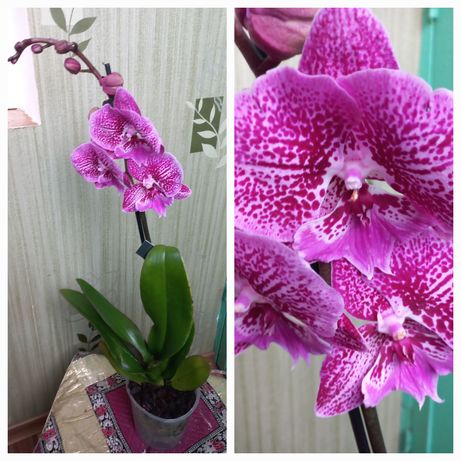 Орхидеи подарочные варианты