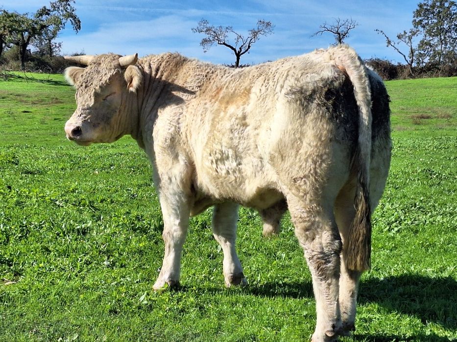 Novilho charoles puros