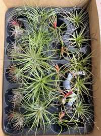 Tillandsia тилландсия intermedia іонанта xerographica уснеевидная