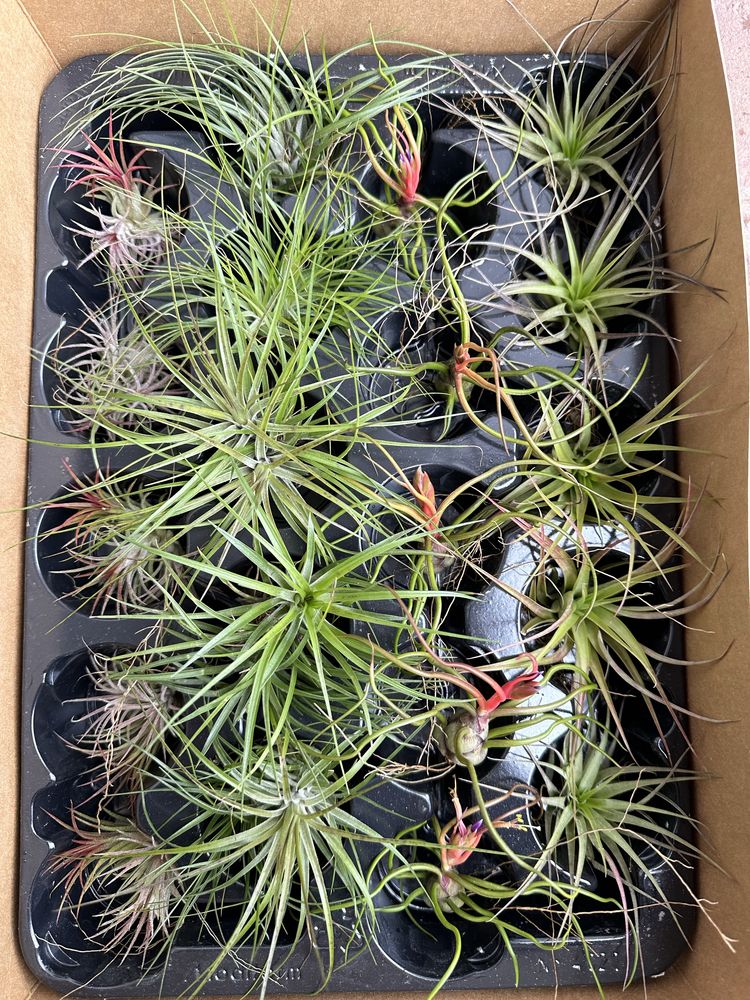 Tillandsia тилландсия intermedia іонанта xerographica уснеевидная