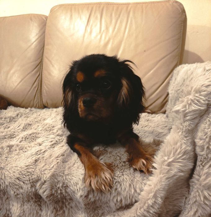 Cavalier - śliczny piesek czarny podpalany gotowy do zmiany domu [FCI]