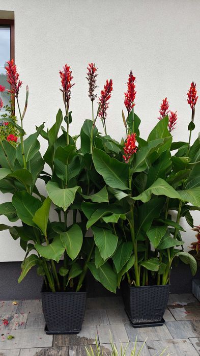 Kanna paciorecznik canna