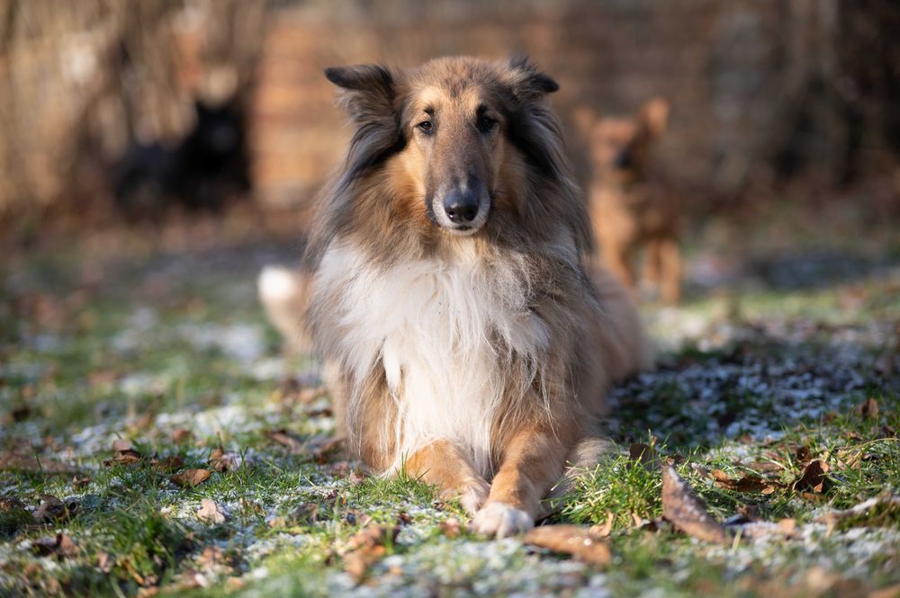 Opieka nad Psem, Kotem, Wyprowadzanie Psów | Certyfikowany petsitter