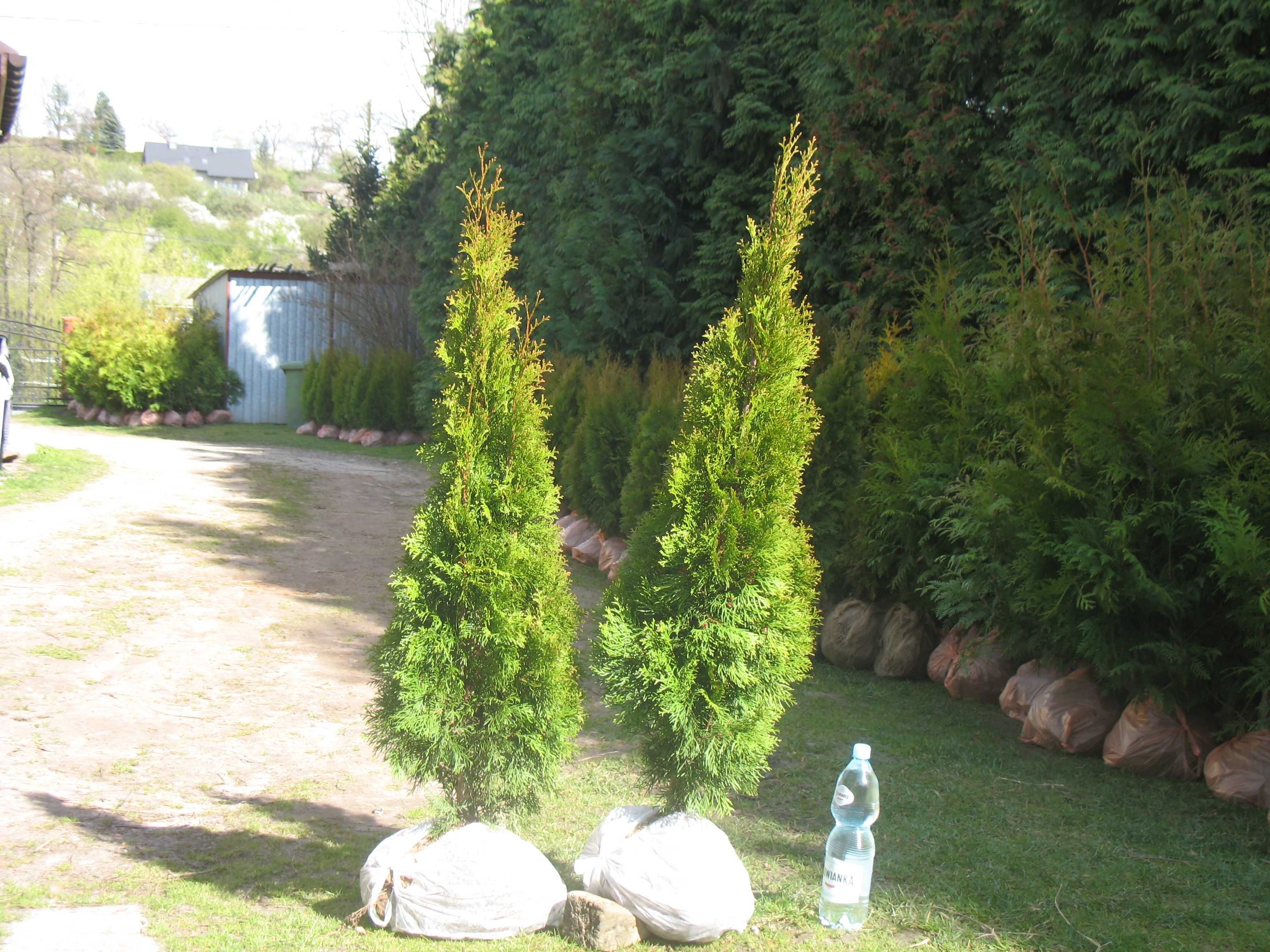 Tuja szmaragd 160 cm, smaragd, tuje, thuja, krzewy ozdobne, iglaki