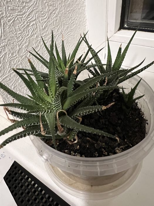 Вазон хавротія кімнатна рослина сукулент