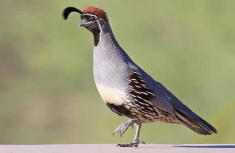 Cedência de perdizes