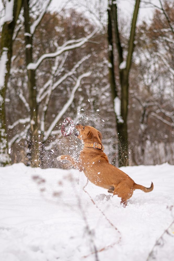 Wysportowany i skory do zabawy amstaff (staffik). Adopcja psa.