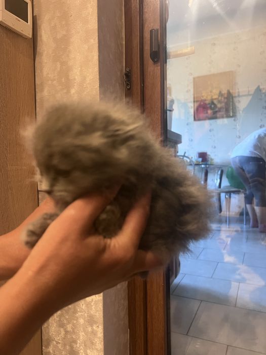 Продам шотландских вислоухих  котят!
