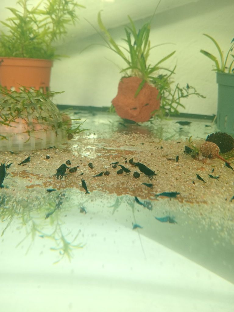 Neocaridinas "blue demon"