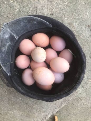 Домашні яйця