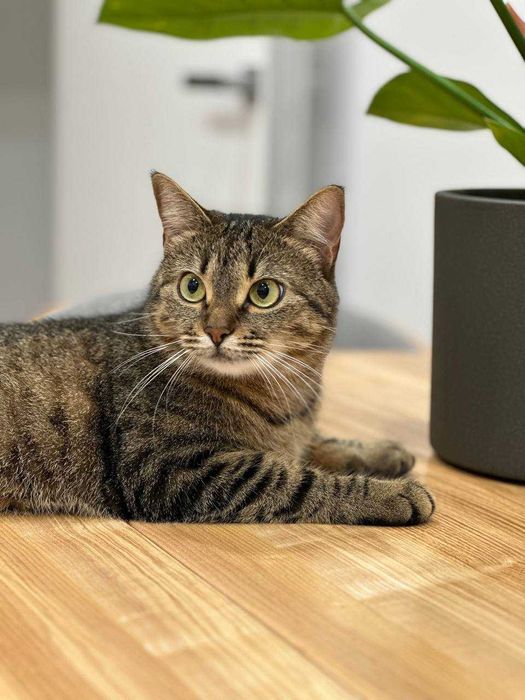 Загубився кіт кішка