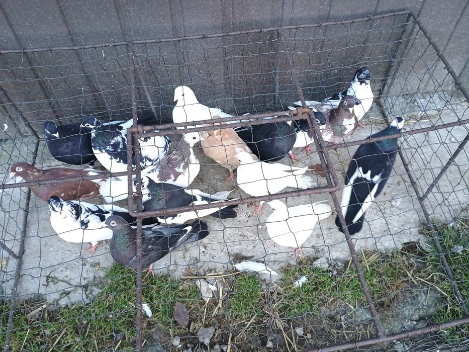 Gołębie Zamojskie,perskie lot