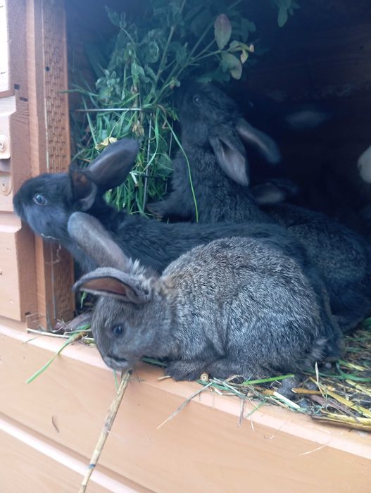 Króliki młode królik mieszaniec klapiok srokacz niebieski