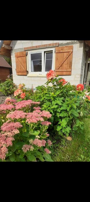 Sprzedam działkę ROD ,Semafor" w Olsztynie