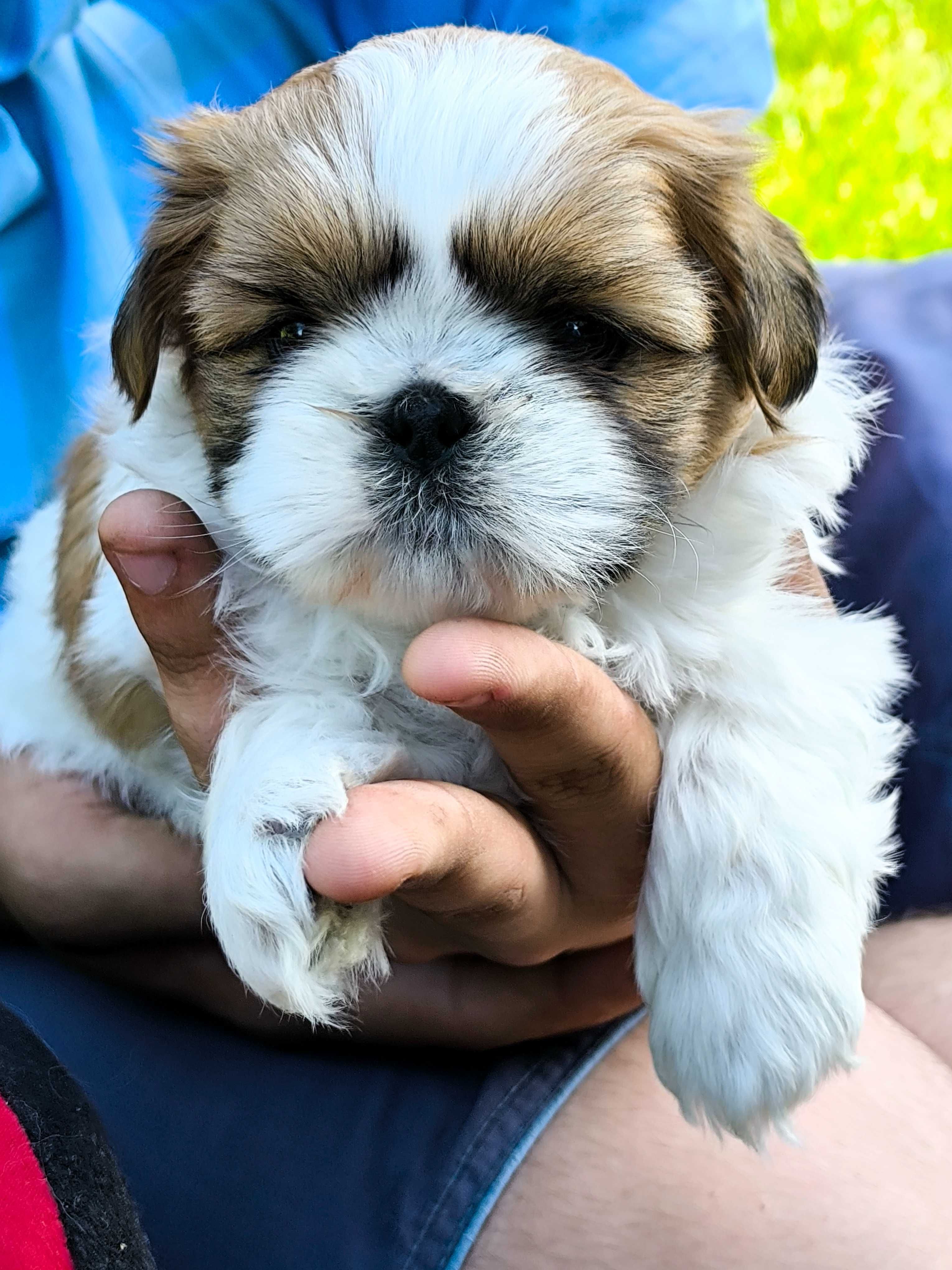Shih tzu (piesek) gotowy do odbioru