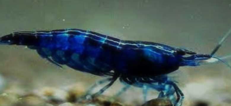 Krewetka Blue Velvet