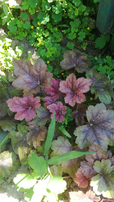 Гейхеры со сврего сада