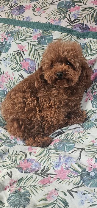 Do rezerwacji Maltipoo Pudel Toy Maltanczyl badania
