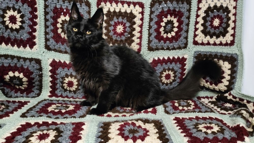 Розкішний кіт мейн кун чорний солід