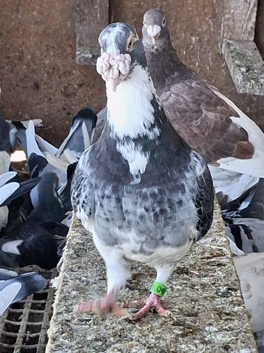 Gołębie gołębie staropolskie