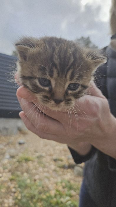 Oddam kociaki, 2 kotki, 1 kocurek