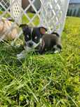 Chihuahua krótkowłosy piesek tricolor