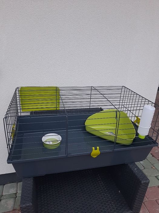 Króliki baranek miniaturka karzełek mini lop