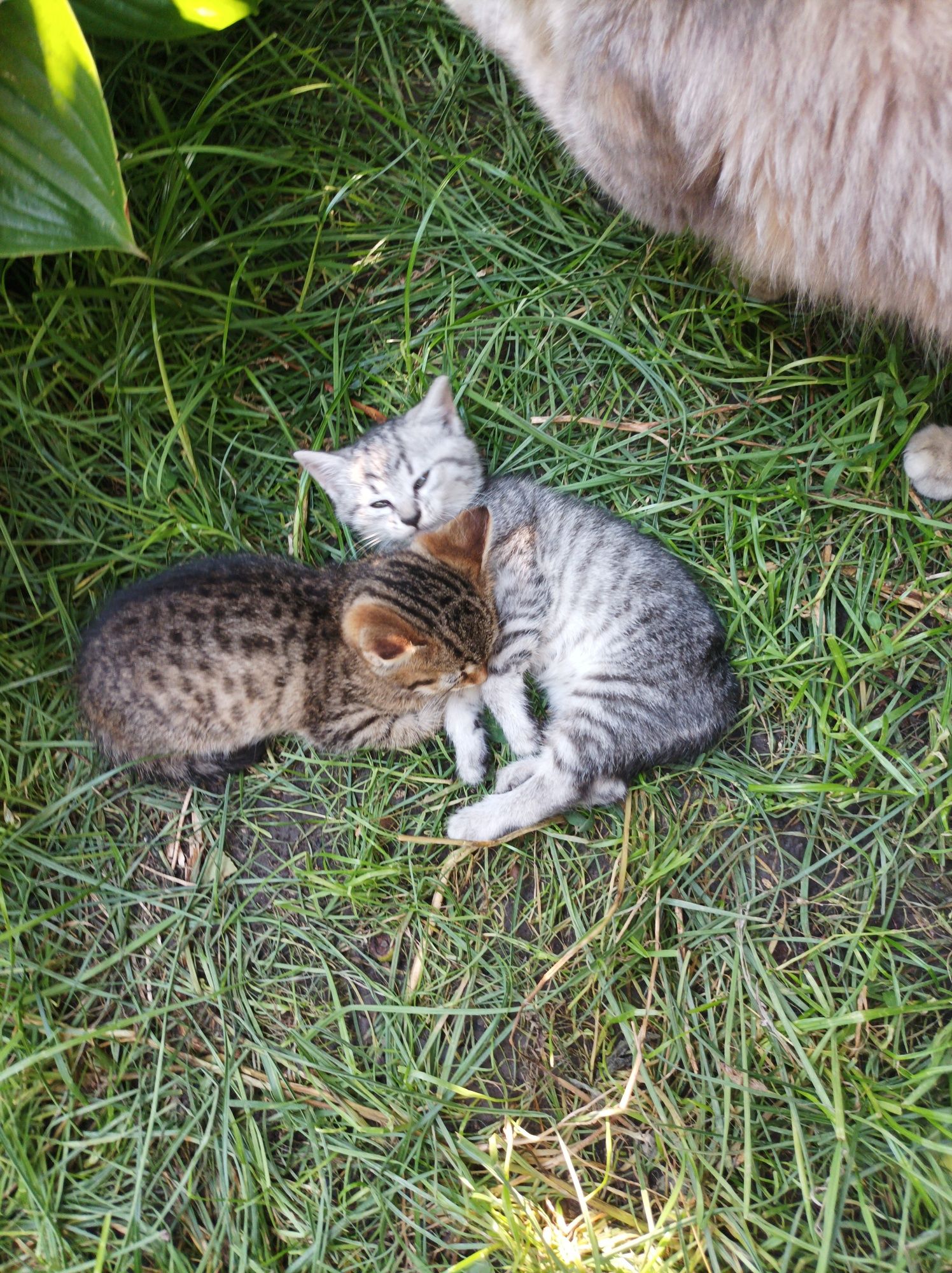 Кошенятка в добрі ручки