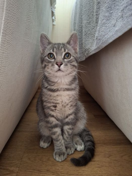 Кастрированный котёнок мальчик ищет дом! Котята! Отдам в хорошие руки