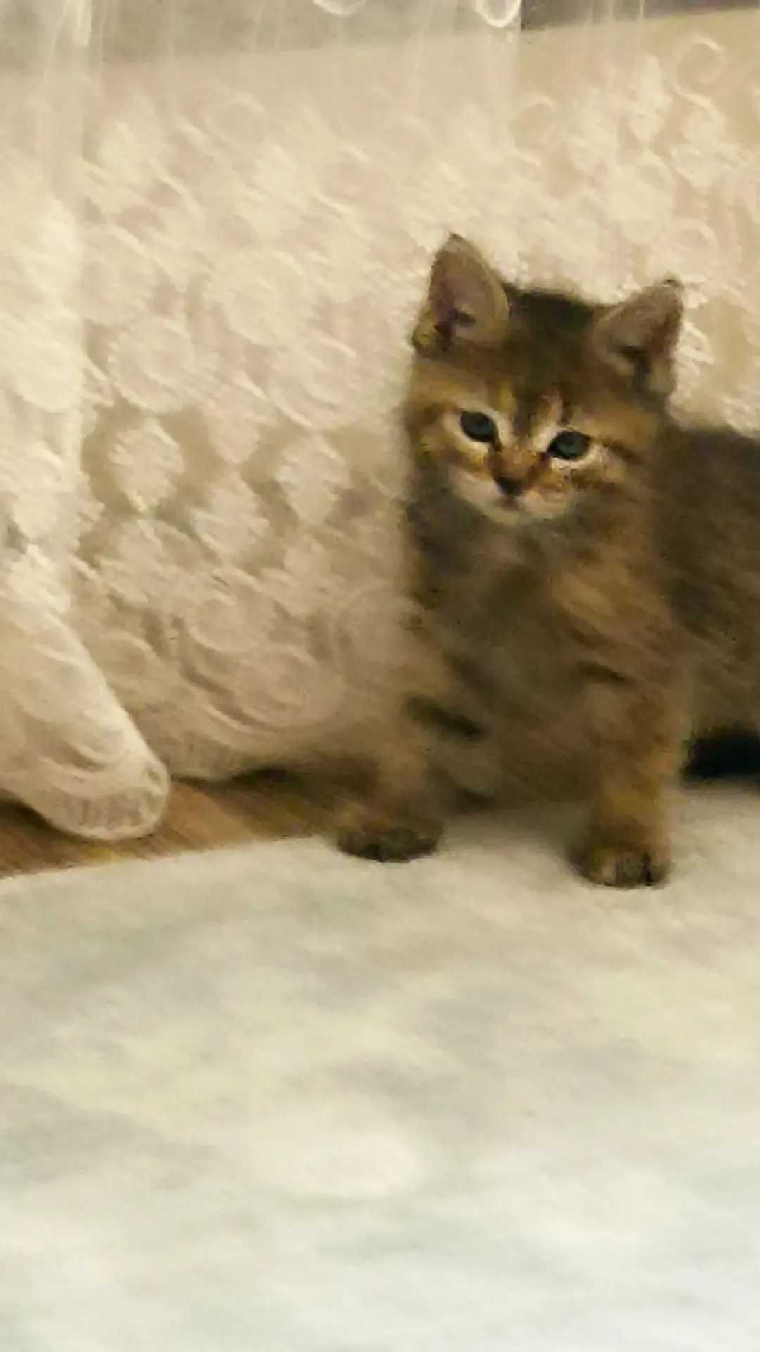 Отдам котят в добрые руки