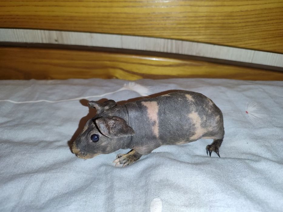 скінні міні бегемотики