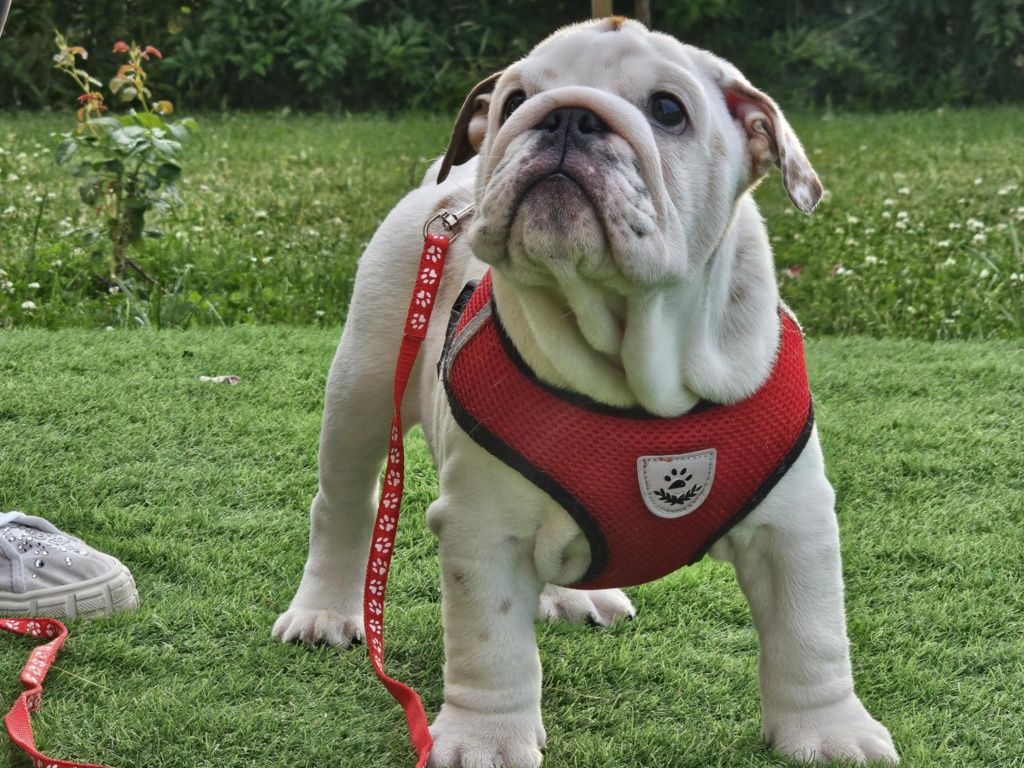 Buldog angielski chlopiec Oreo Fci