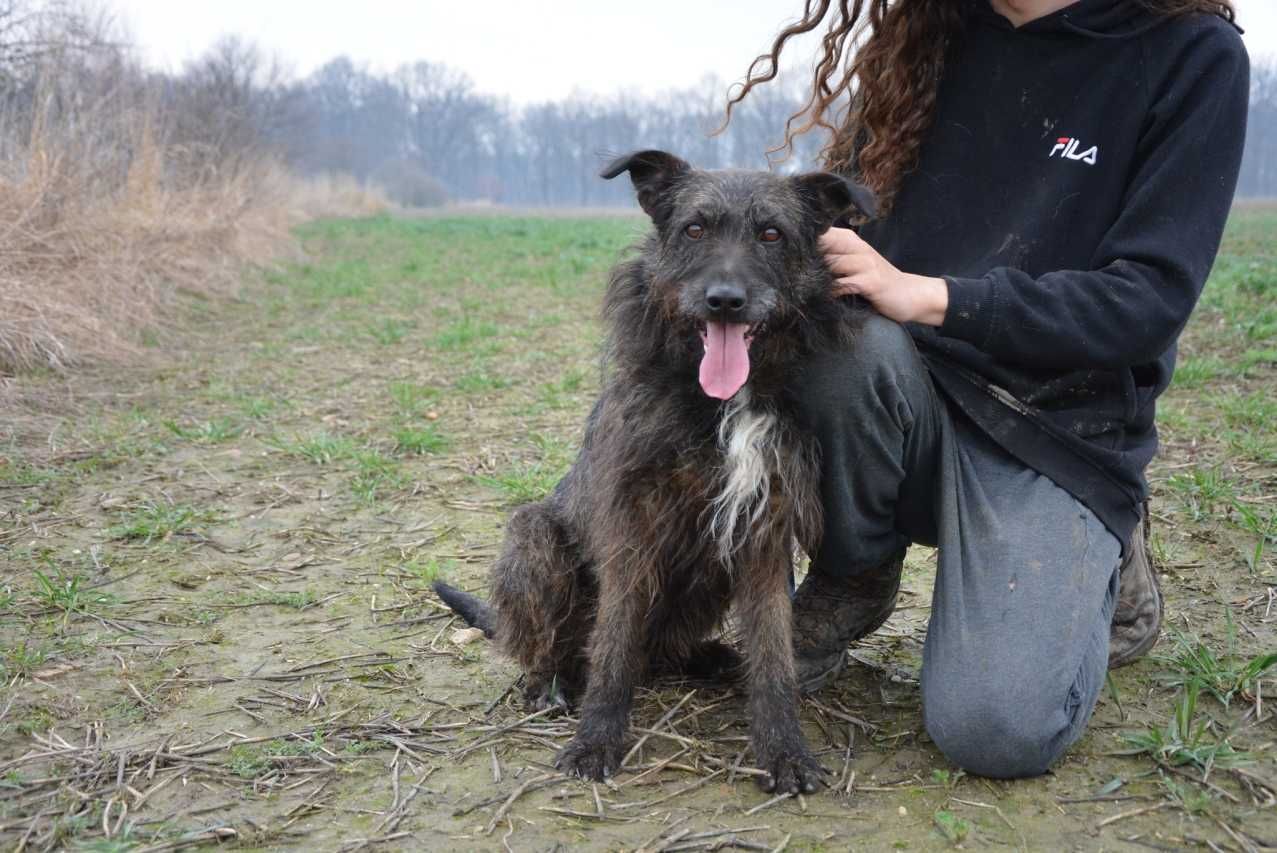 Ananas - psiak kochający człowieka, o oryginalnej urodzie -do adopcji.