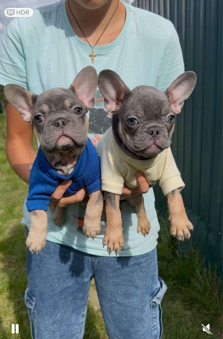 Розкішні цуценята французький бульдог