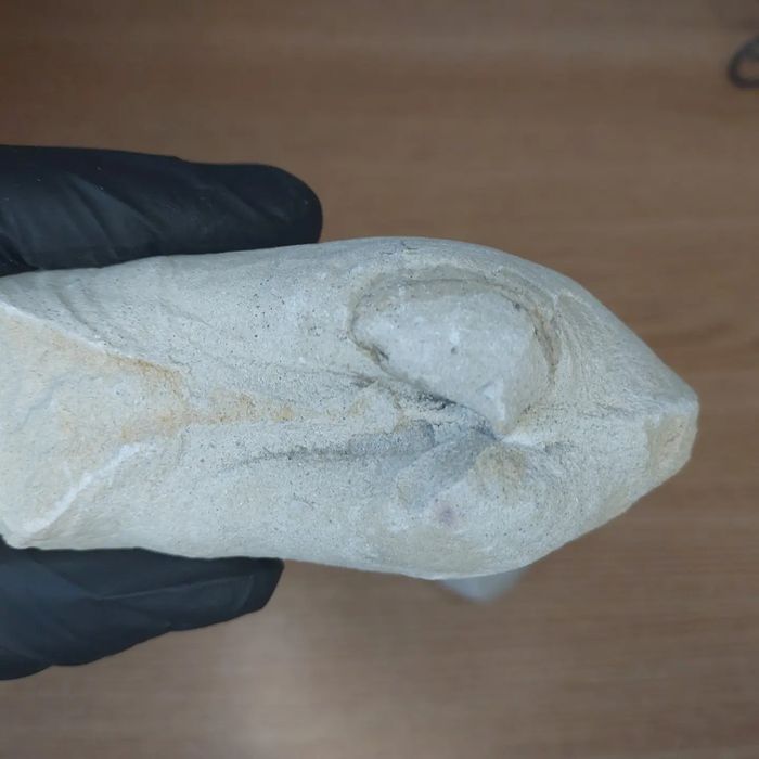 Скам'янілі молюски Panopea