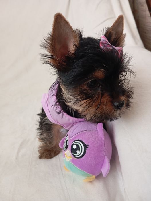 Маленькі красунчики йорки