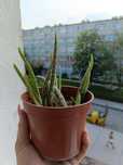 Aloes vera - lecznicza roślina doniczkowa