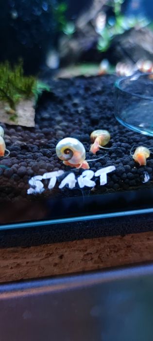 Zatoczek Różowy zestaw 2 sztuki