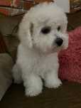 Bichon Frise FCI samiec