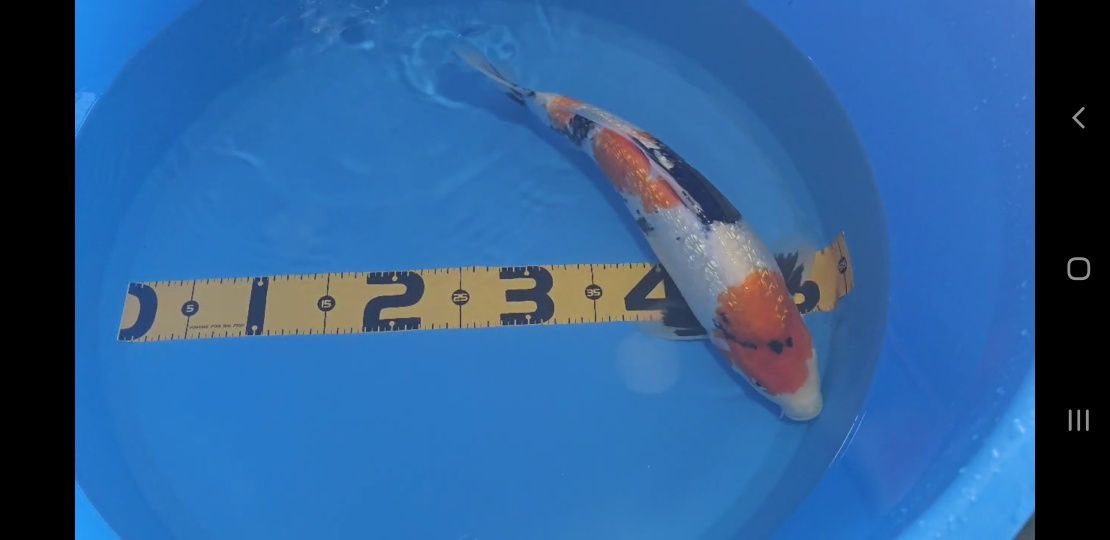 Koi Showa Ginring 40cm