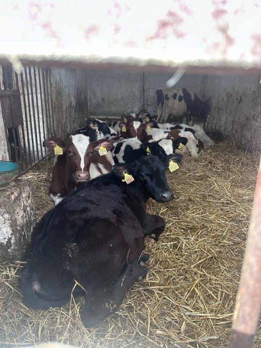 Byczki, jałówki, odsatki