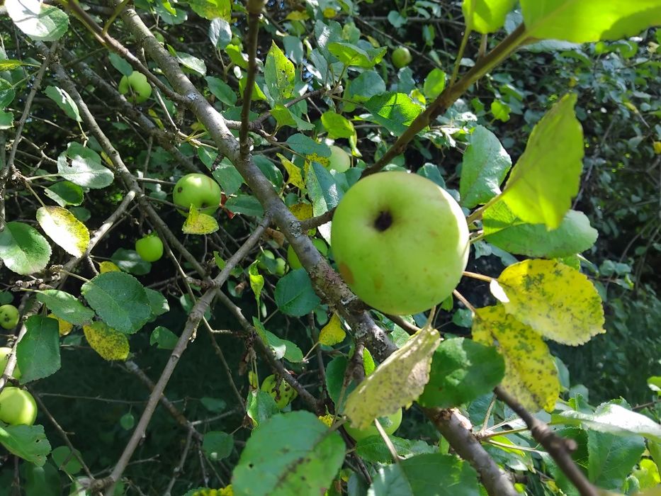 Продаю земельну ділянку Свалява Закарпатської