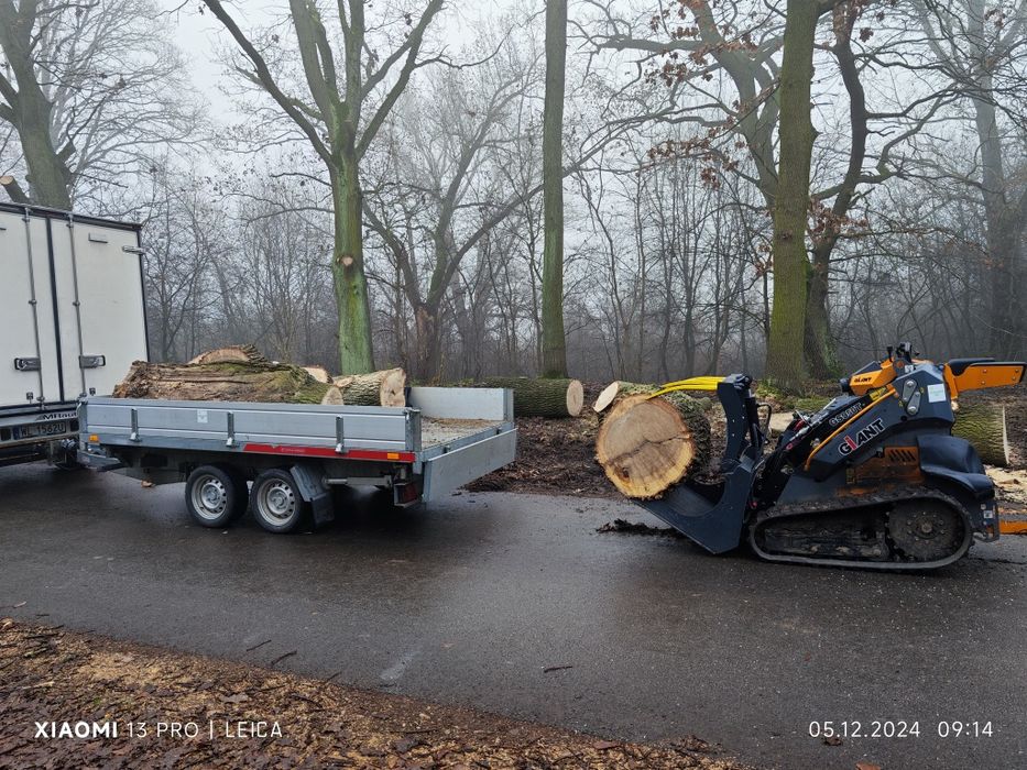 Wycinka i pielęgnacja drzew