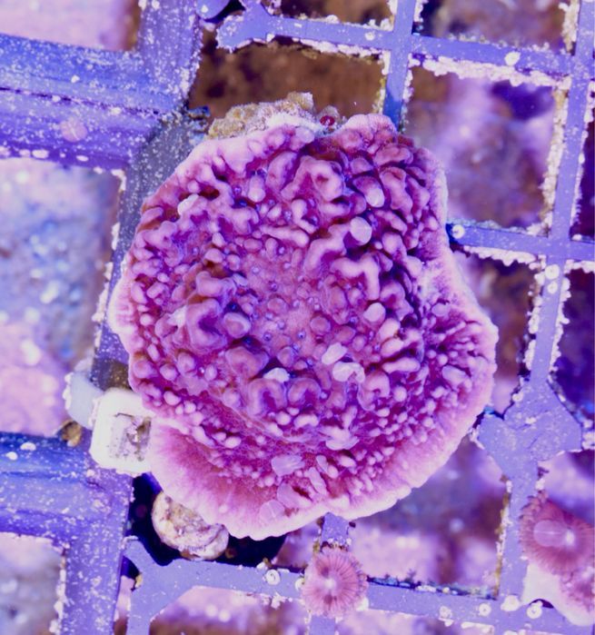 Montipora Fioletowa Talerz WYSYŁKA FLUOLAMPS.PL