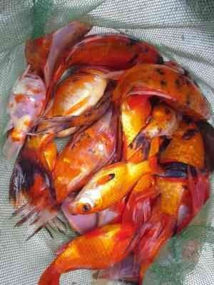 Karp koi, Karaś, Złota Orfa