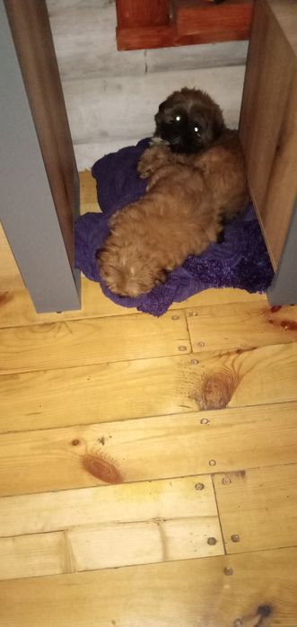 Продам ши-тцу разных возрастов