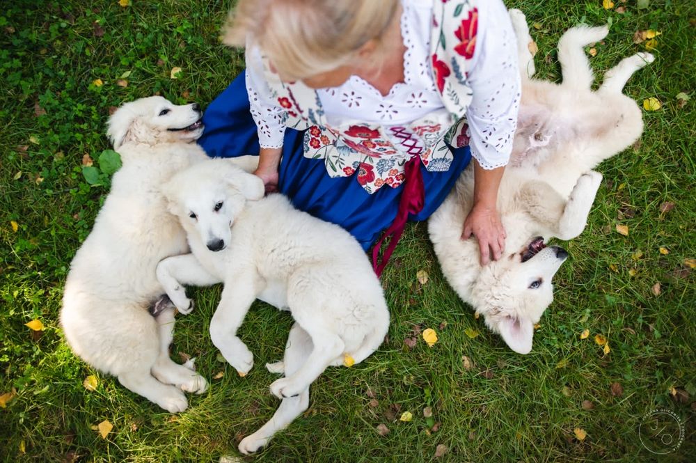 Polski owczarek podhalański